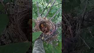 The cuckoo bird pushed the small bird of the shrike out of nest伯劳鸟的小鸟被杜鹃鸟推出了鸟窝 [upl. by Herculie]