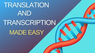 Basic Steps of Translation and Transcription [upl. by Zurciram]