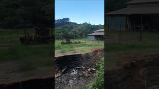 Boa tarde piá ☁️☁️agro shorts fazenda minasgerais roça rs [upl. by Edeline]