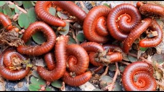 Millipedes 3millipede insects frog nature babyanimals [upl. by Ahusoj]