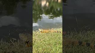 iguanas en Florida florida iguanas [upl. by Ephrayim]