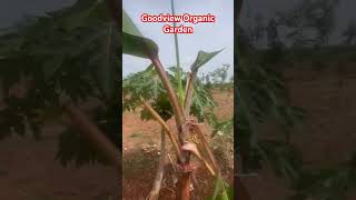 Goodview organic garden  KARAIKUDI agriculture villagelife [upl. by Nylirak545]