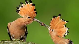 আল কুরআনে বর্ণিত হুদ হুদ পাখি  Hudhud Hoopoe bird ᴴᴰ Islamic Documentary in Bangla [upl. by Alexio]