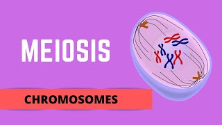 MEIOSIS HOMOLOGOUS CHROMOSOMES SISTER CHROMATIDS amp GENETIC VARIATION [upl. by Gillett46]