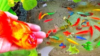 Colorful GoldfishWild Exotic Fish Koi Fish Butterfly Fish inTiny Pond For My AQUARIUMfish532 [upl. by Ettenor]