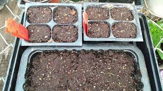 How To Plant Feathertop Ornamental Grass Seeds And Seedlings Update [upl. by Einahpet]