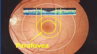 Central Retina  Part 2 of a Patients Description of the Retina [upl. by Kesley]