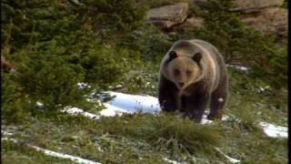 Grizzly Bear  National Park Animals for Kids [upl. by Kapoor603]