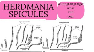 herdmania spicules uppgtuptgtgicbsc 2nd year zoology [upl. by Nesyaj]