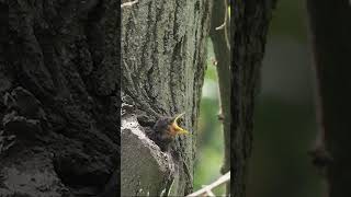 Starling baby begging for food and an adult bird feeding it Sturnus vulgaris shortvideo birds [upl. by Atiuqrahs]