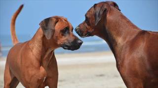 Stress en spanning bij honden  deel 1 [upl. by Townie181]