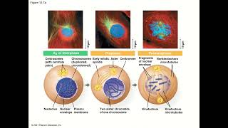 General Biology College  Chapter 12  The Cell Cycle [upl. by Nester]