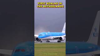 First Koalas in the Netherlands Arrival shorts aviation [upl. by Alacim]