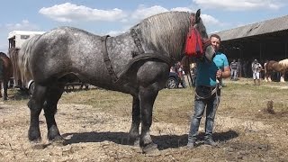 Cei mai puternici cai din Romania 2016 [upl. by Lancey668]