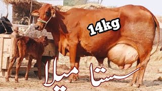 Sahiwal Cross Cow 🐮 For Sale Today In Punjab Sep 30 2024Pakistan Animal Tv [upl. by Dyraj]