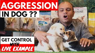 Why My Dog Is Getting Aggressive Get Solution With Live Example  Puppy Fighting  Baadal Bhandaari [upl. by Atiuqa195]