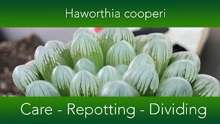 Haworthia cooperi  How to grow and repot the Window or Crystal Succulent [upl. by Love538]