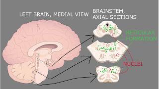 Structural neuroanatomy overview [upl. by Oeht369]