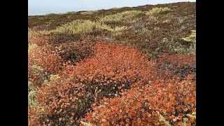 Soberanes Canyon and Garrapata Bluff Trails Big Sur CA [upl. by Enirol]