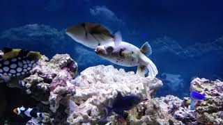 Dogface puffer fish [upl. by Orms]