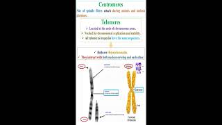 Centromeres and Telomeres geneticteacher [upl. by Evoy]