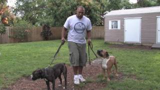 Dog Training  Socializing Aggressive Dogs [upl. by Hairim]