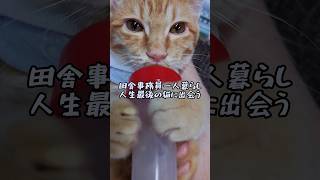 田舎事務員一人暮らし人生最後の猫に出会う子猫ひとり暮らし [upl. by Nylodam]