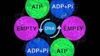 DNA Helicase structure and function flv [upl. by Sobel]