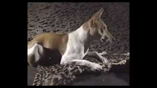 Le Basenji [upl. by Ami]