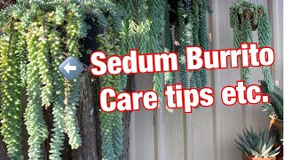 Burro’s tail  Care tips and Propagation 🌿 [upl. by Aisanat692]