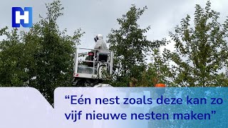 Nest met gevreesde Aziatische hoornaar gevonden en opgeruimd [upl. by Ytsihc]