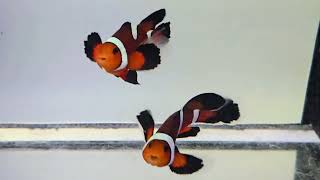 Longfin Mocha Clownfish WYSIWYG Tankraised Pair at Pacific East Aquaculture [upl. by Armando381]