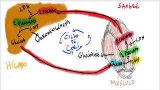 Ciclo de Cori [upl. by Jaylene615]