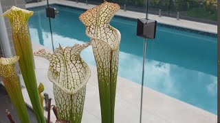 Nursery Update Mar 2024  Sarracenia Leucophylla [upl. by Nywled]