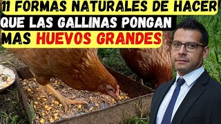 11 formas naturales de hacer que las gallinas criollas ponedoras pongan mas huevos desde casa [upl. by Nabru]