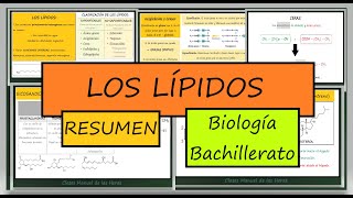 LÍPIDOS Bioquímica Clasificación y Tipos de Lípidos Biomoléculas Biología Bachillerato [upl. by Ahsataj]