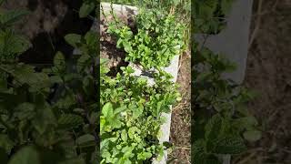 spearmint countryliving nature veganfood herbs medicinalplants [upl. by Lorry863]