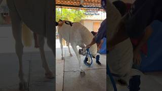 Physiotherapy for horses 🐴❤️gilaryeq horses horselover physiotherapy fyp [upl. by Aniral]