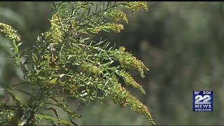 Ragweed affecting outdoor allergy sufferers in the Pioneer Valley even in autumn [upl. by Jarvey]