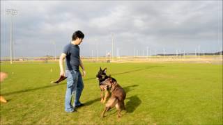 Two years in 5 minutes  raising a Belgian Malinois [upl. by Bihas]