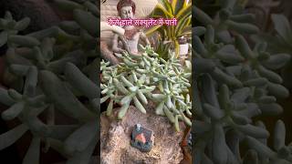 Watering succulents gardenaesthetics gardening succulentsforbeginners [upl. by Singhal375]