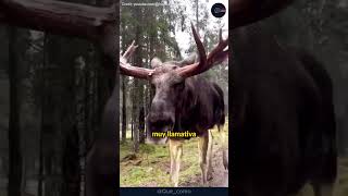 El increíble tamaño del alce de Alaska 🦌 animales alaska alce [upl. by Trinity]