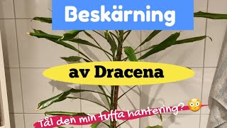 25 Föryngring och sticklingar av stor Dracena  Tips och trix [upl. by Grannias]