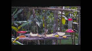 Impressive Common Basilisk Lizard Jumps On the Feeder Table 01192024 exploreorg [upl. by Mcnally]