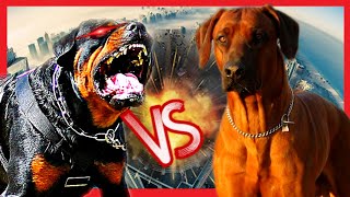 Rottweiler vs leão da Rodesia Rhodesian ridgeback [upl. by Eila]