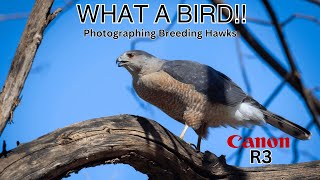 Photographing Breeding Coopers Hawks  Enjoying the Arrival Of Spring In Canada  Canon R3 [upl. by Holds]