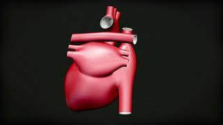 How rheumatic fever affects the heart [upl. by Notlem]