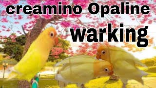 How to produce creamino Opaline lovebird  Best way to produce creamino Opaline  creamino Opaline [upl. by Ahsien]