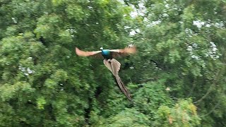 Peacock flying  Neem tree [upl. by Gregrory483]