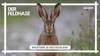 Der Feldhase  Wildtiere in Deutschland [upl. by Eat937]